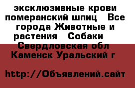 эксклюзивные крови-померанский шпиц - Все города Животные и растения » Собаки   . Свердловская обл.,Каменск-Уральский г.